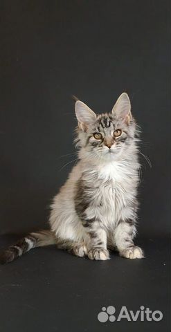 Мейн-кун котята объявление продам