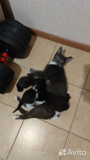 Котёнок. Отдам в добрые руки бесплатно