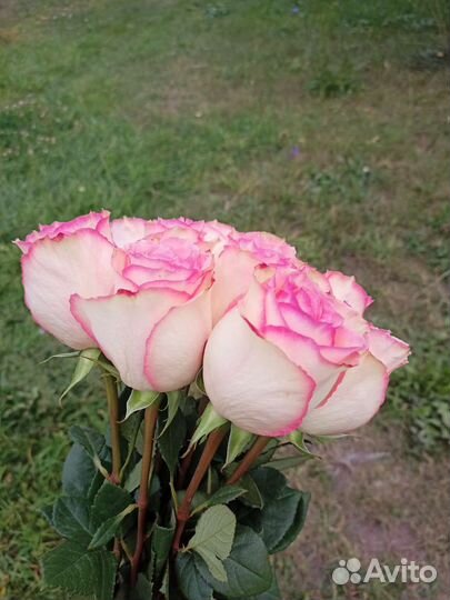 Свежие розы, Премиум розы из Эквадора