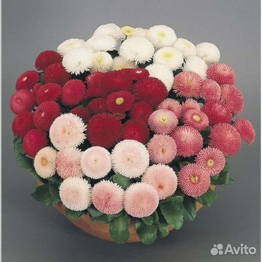 Маргаритка Такко