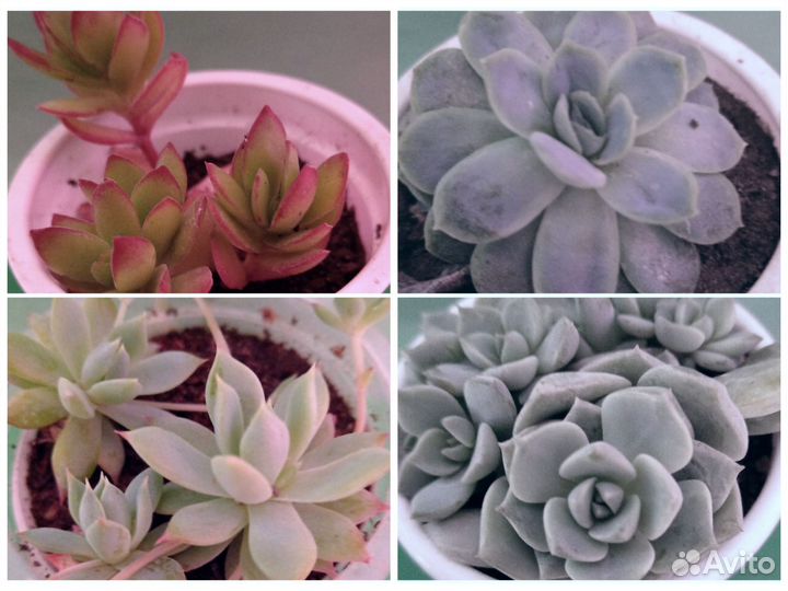 Суккуленты