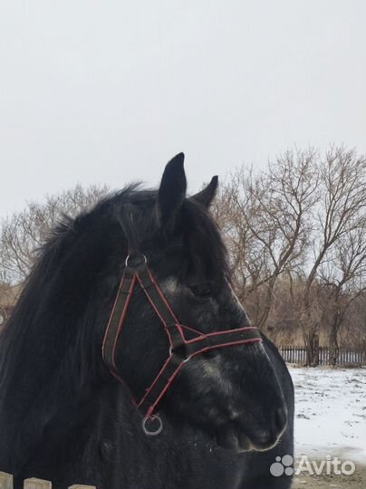 Молодая лошадь