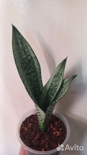 Сансевиерия Муншайн Каспер