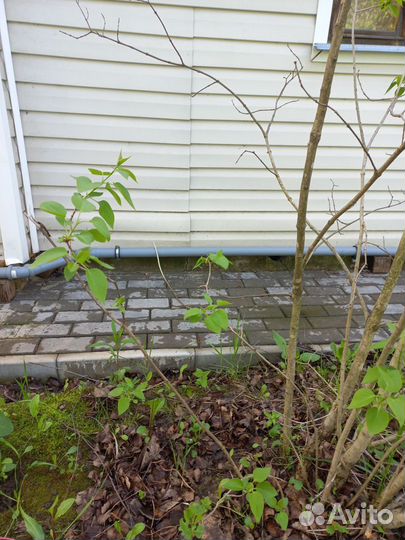 Саженцы сирени