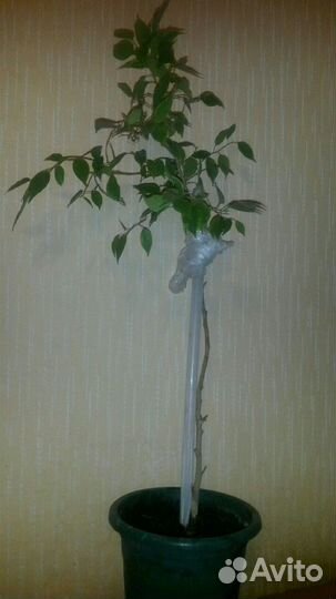 Фикус бенжамина, высота с метр