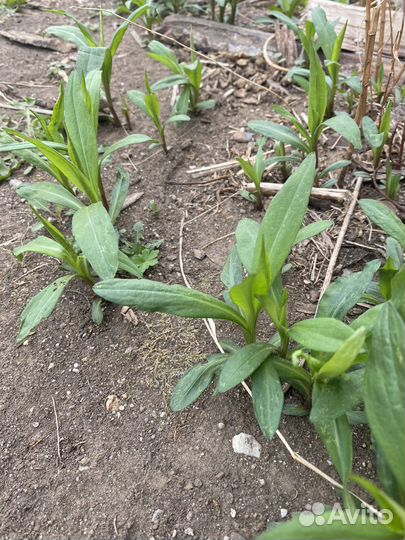 Сентябринка