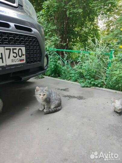 Котёнок британец во дворе