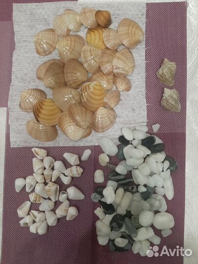 Ракушки