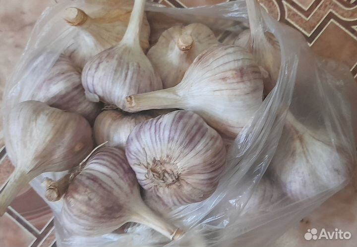 Продам домашний чеснок