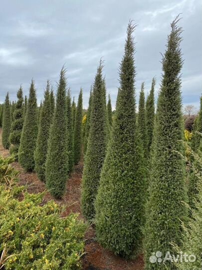 Туя Колумна из питомника