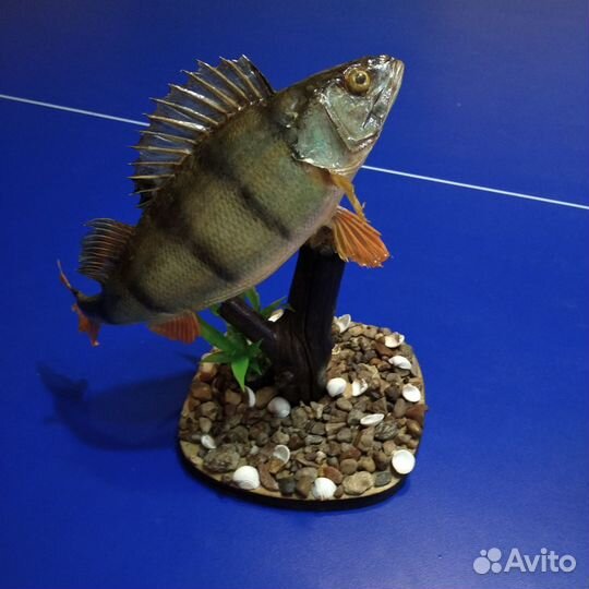 Чучело рыбы