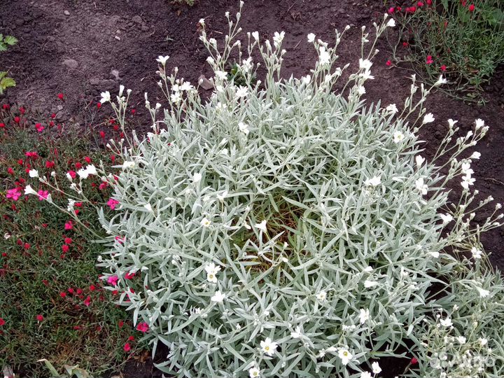 Многолетние садовые растения