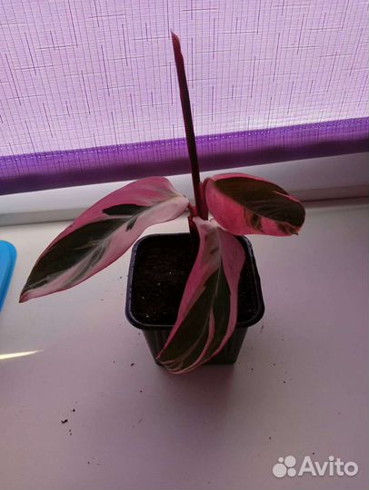 Строманта триколор