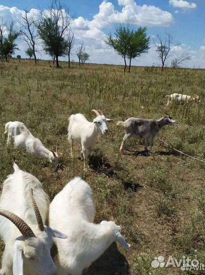 Продаю коз