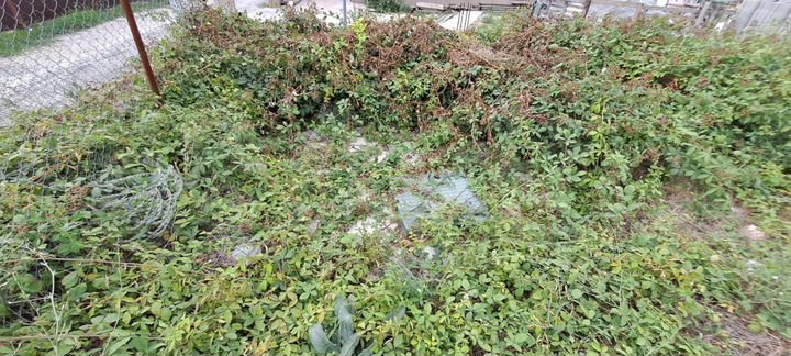 Участок 4,3 сот. (СНТ, ДНП)