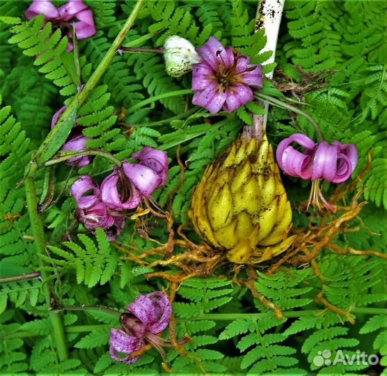 Луковицы лилии оптом