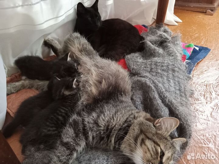 Котята бобтейлы