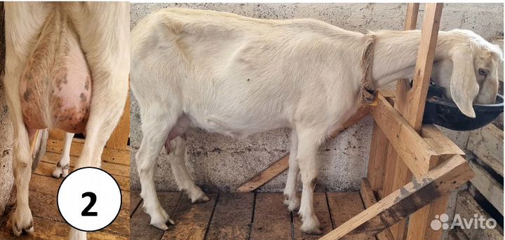 Зааненская дойная коза