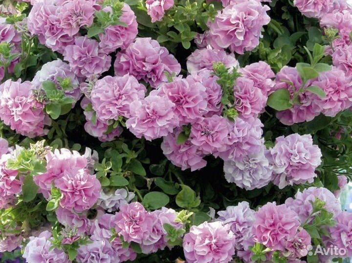 Ампельная петуния, махровая ампельная, тайдал