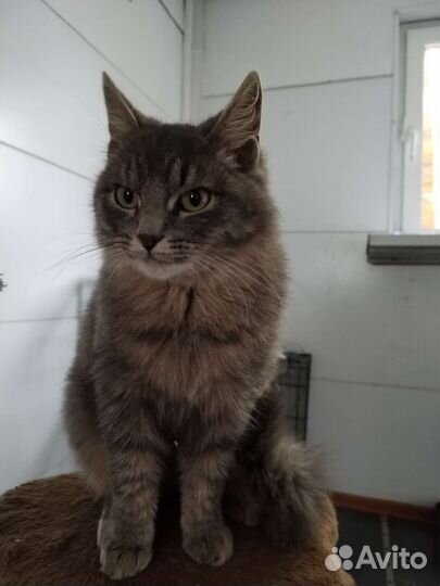 Кошка бесплатно