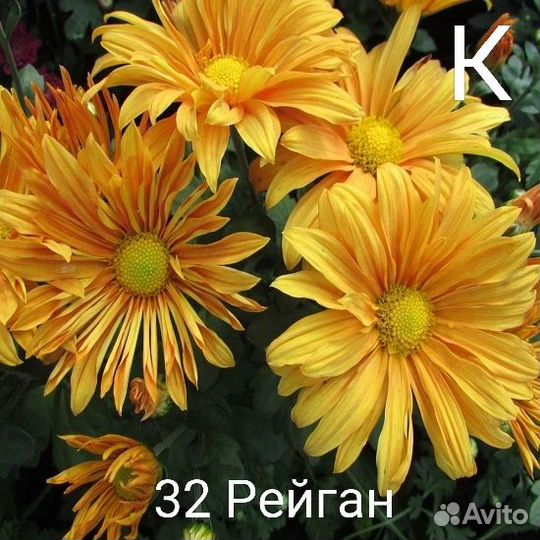 Не укоренённые черенки расстояний (срез )