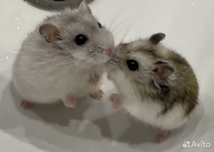 Хомяки с клеткой, два хомяка, грызуны, клетка