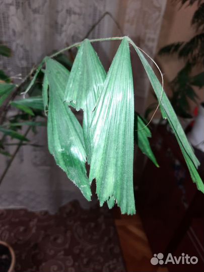 Пальма кариота