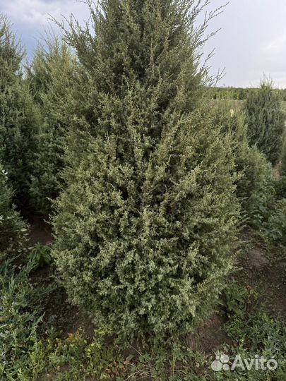 Можжевельник хиберника 1 м -3 м
