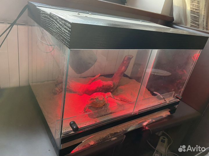 Бородатая агама с террариумом девочка