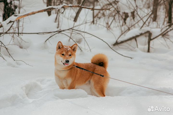 Вязка сиба ину