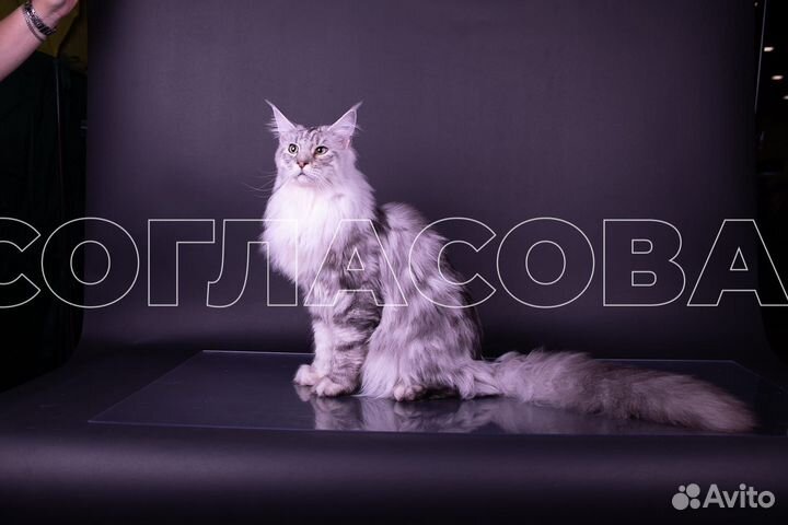 Котята мейн-кун