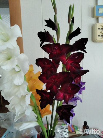 Детки гладиолусов