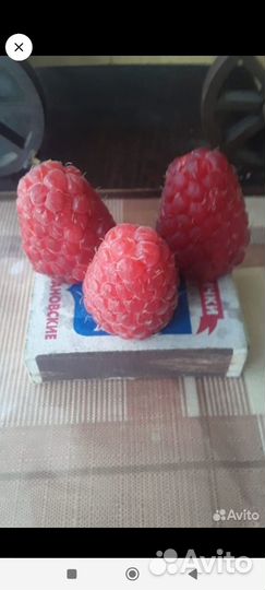 Саженцы малины феномен