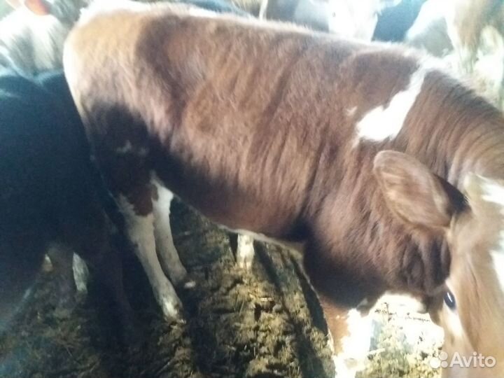 Телочки и коровы