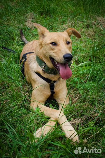 Собака ищет дом