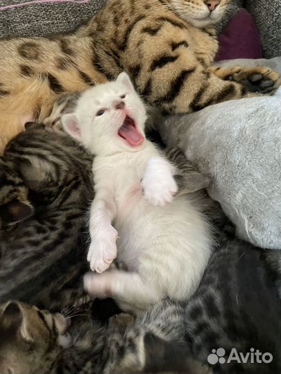 Котята бенгалы