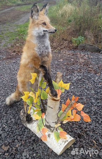 Чучело рыжей лисы