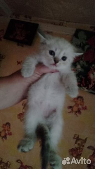 Отдам котят