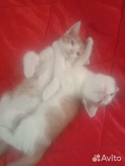 Отдам котят в добрые руки