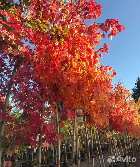 Клён красный