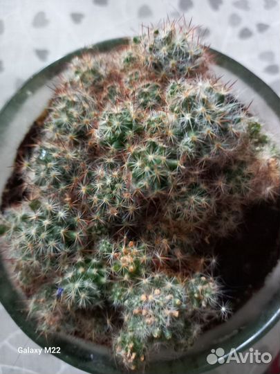 Кактусы и суккуленты