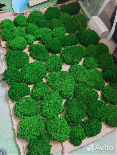 Мох яркий, сочный, кочки - премиум класс для деко