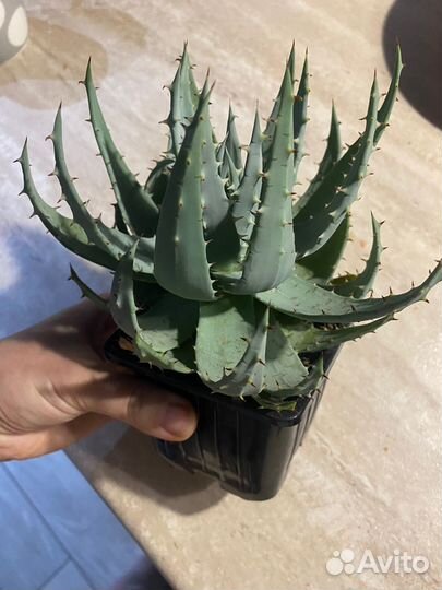 Суккуленты хавортия, цветы