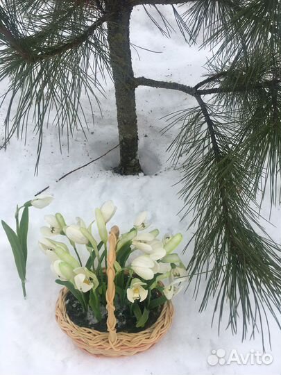 Для фотосессии подснежники