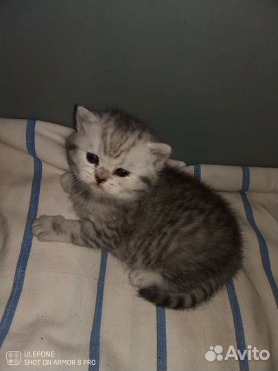 Шотландские котятки