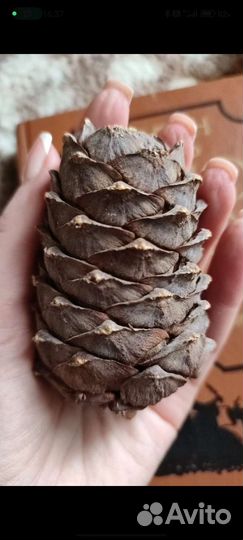 Шишки стланиковые