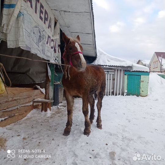 Русский тяжеловоз