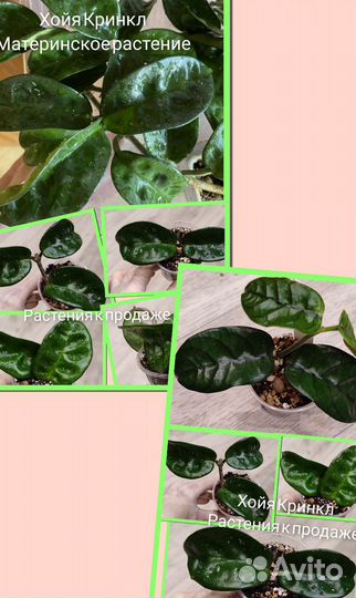 Комнатные цветы. Хойя ваетти, карноза триколор