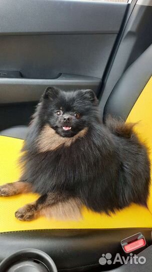 Померанский шпиц вязка кобель