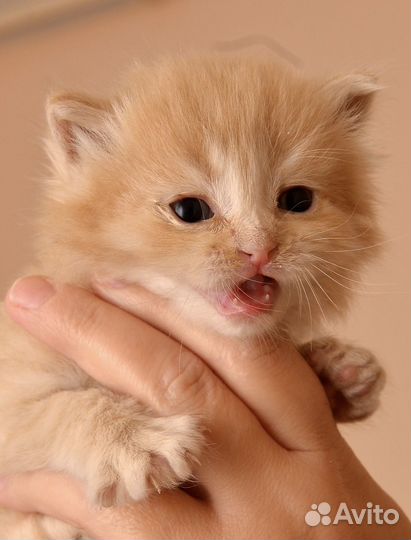 Котёнок Лучик
